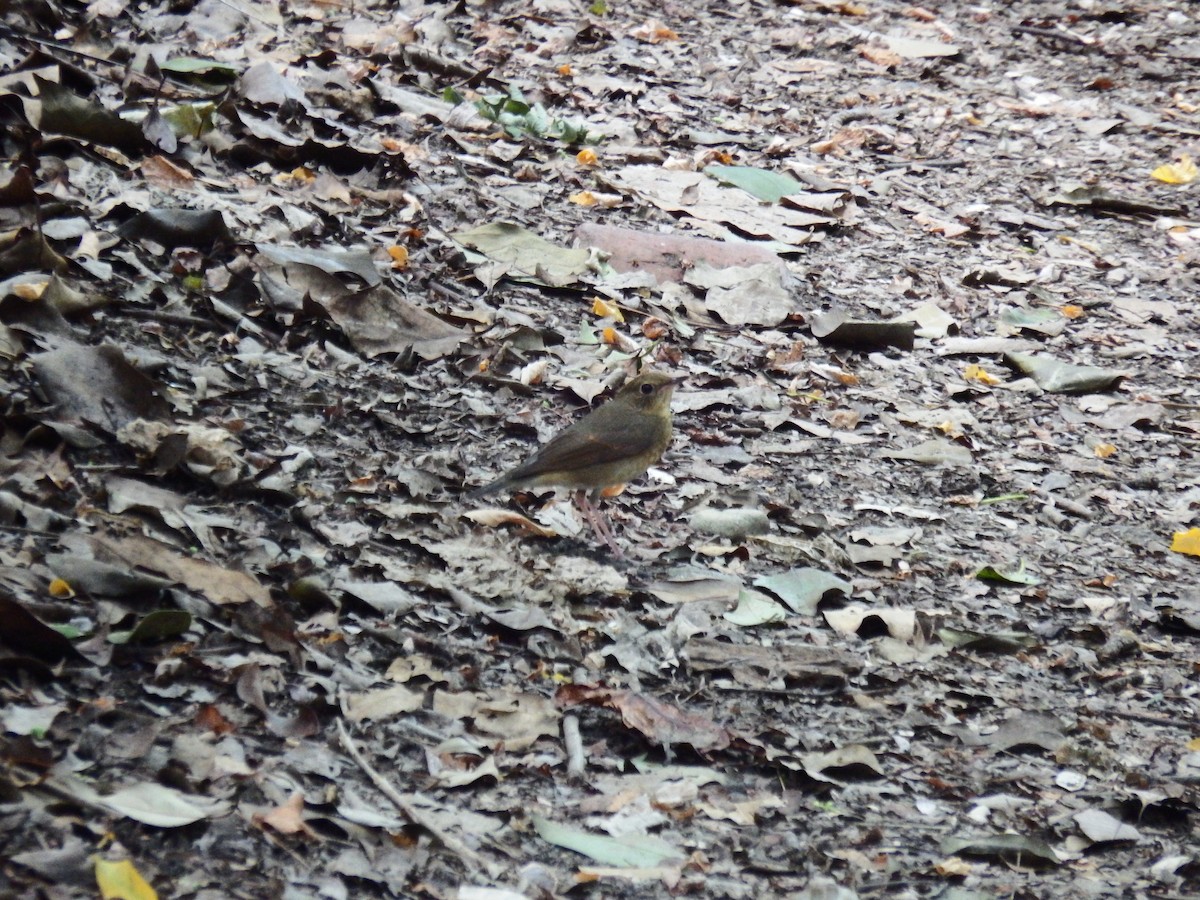 Siberian Blue Robin - ML641643736