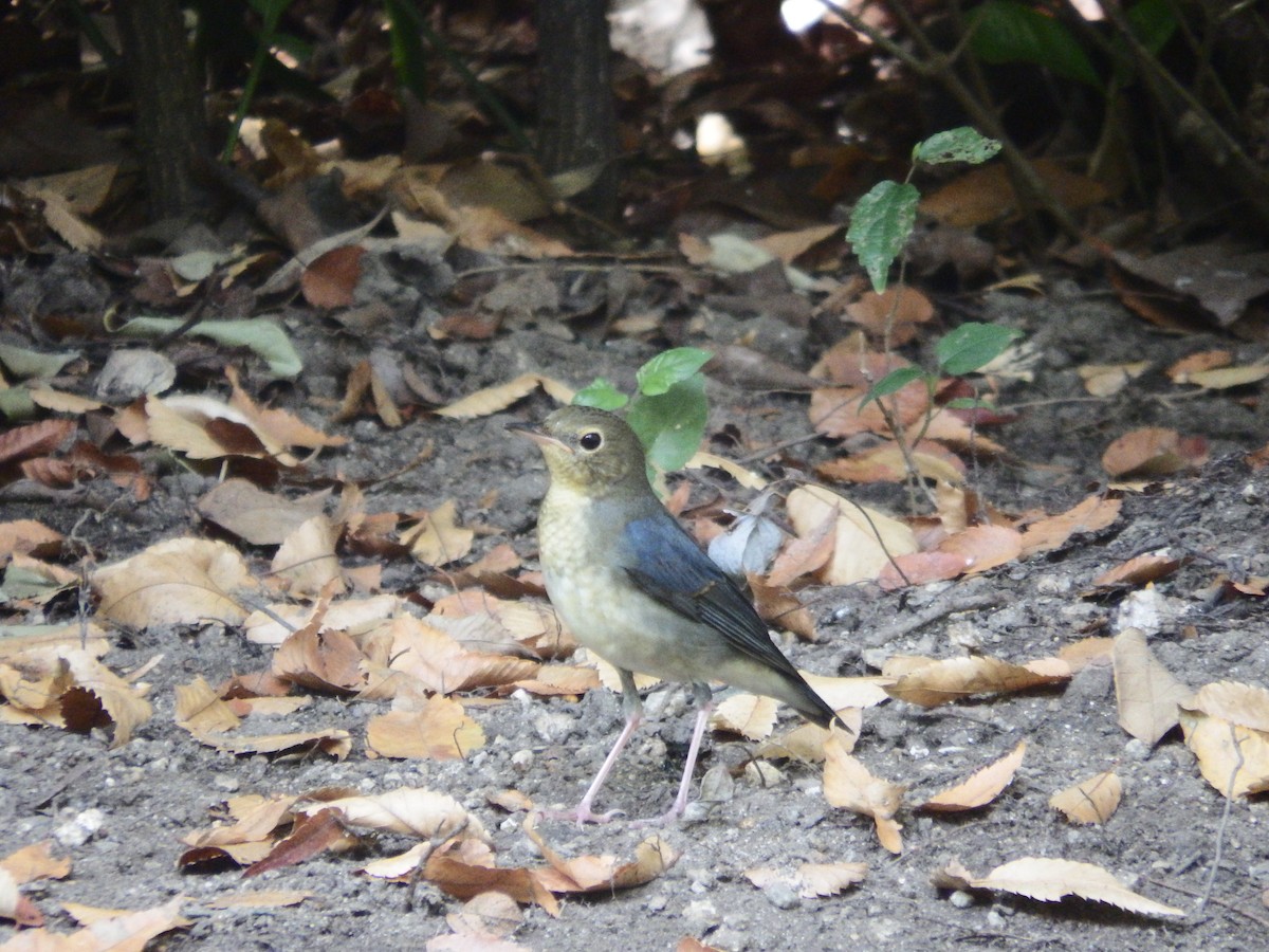 Siberian Blue Robin - ML641643737