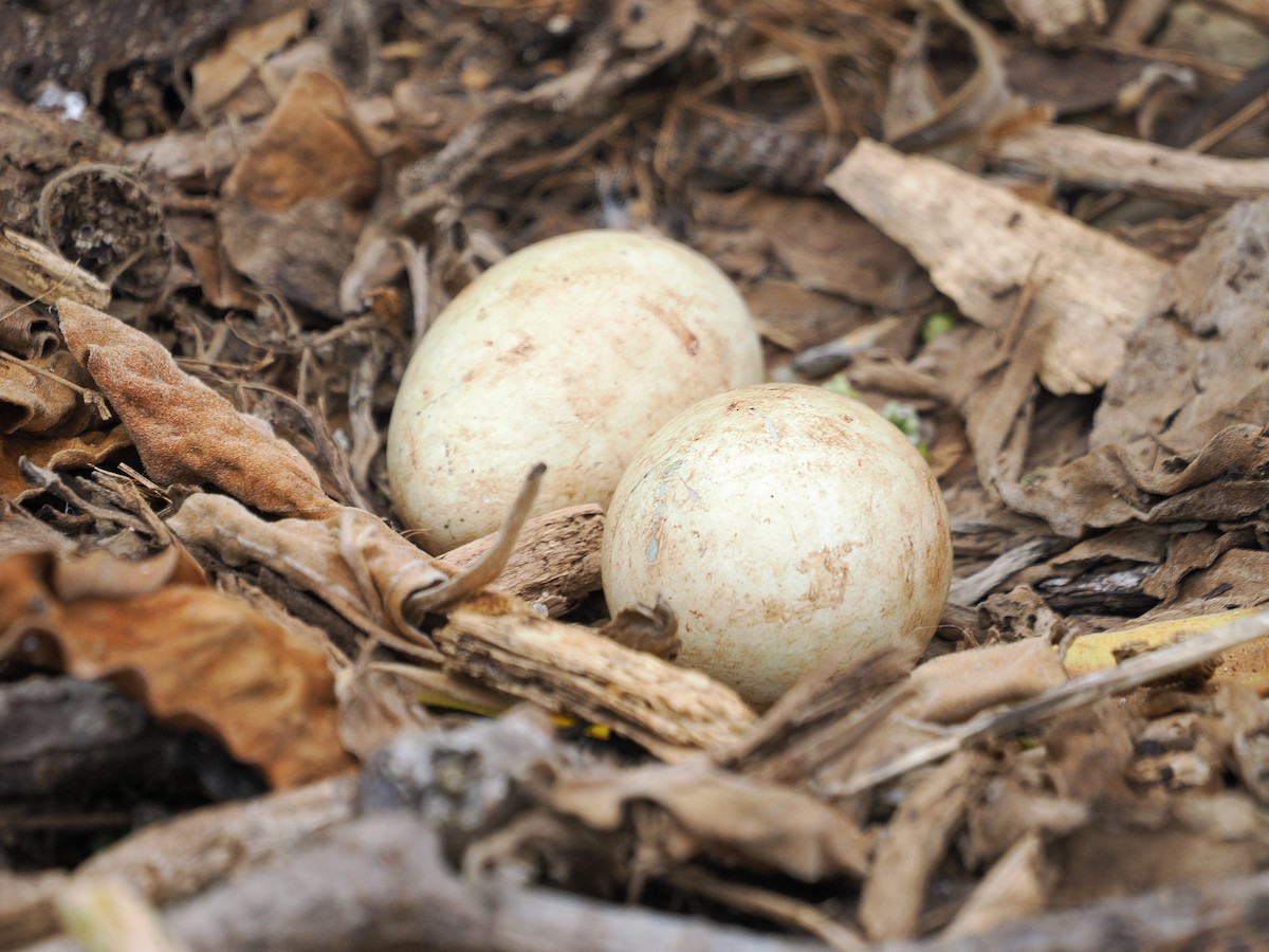 terej červenonohý - ML641643738