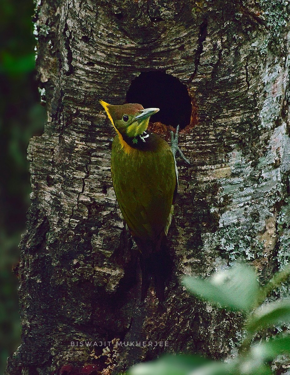 Greater Yellownape - ML641643739
