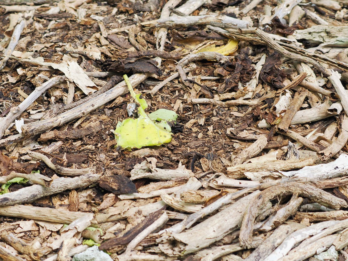 terej žlutonohý - ML641643741