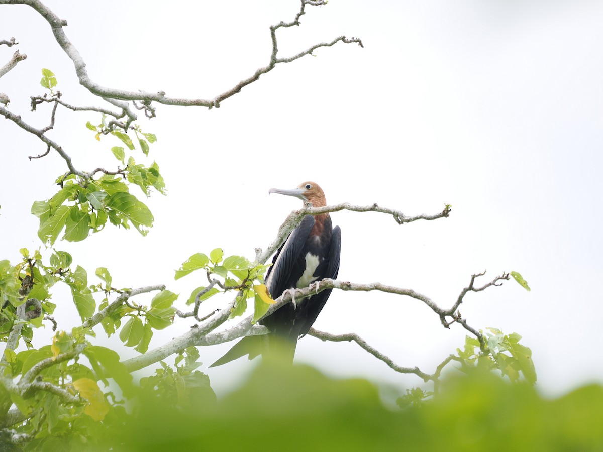 fregatka obecná - ML641643743