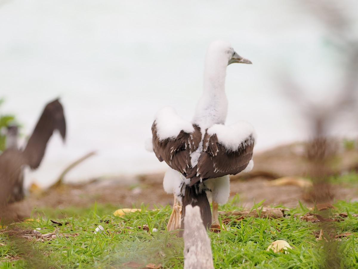 terej maskový - ML641643744