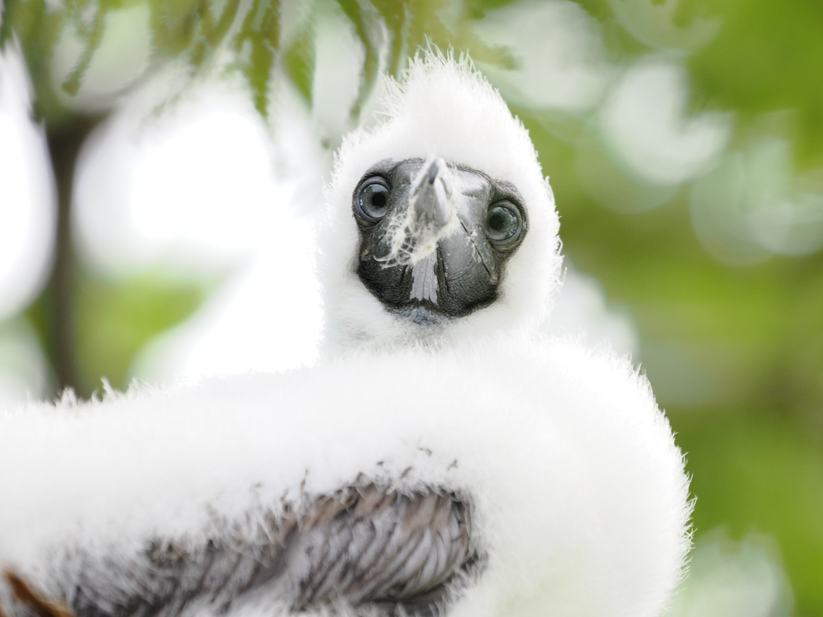 terej žlutonohý - ML641643747