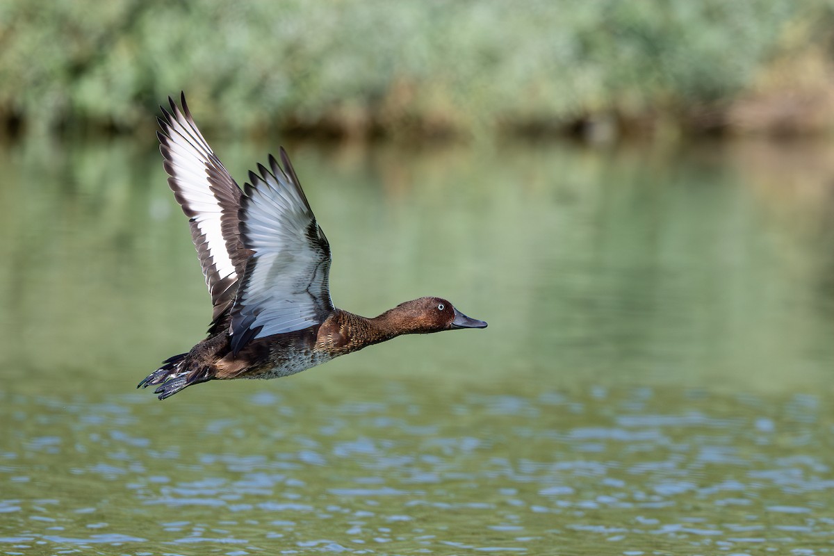 Ferruginous Duck - ML641643755