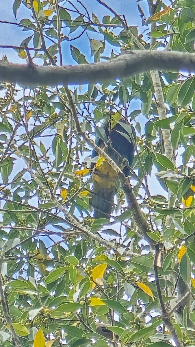 Wompoo Fruit-Dove - ML641643768