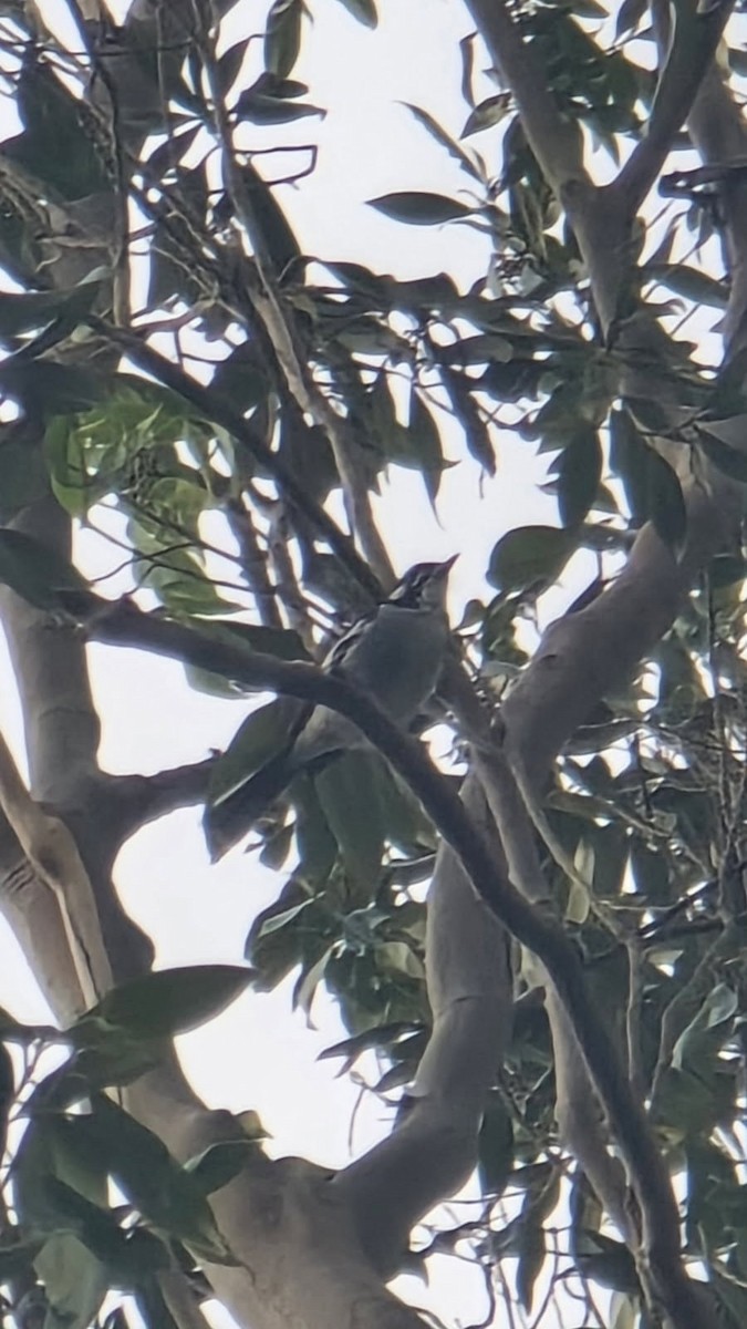 White-eared Monarch - ML641643775