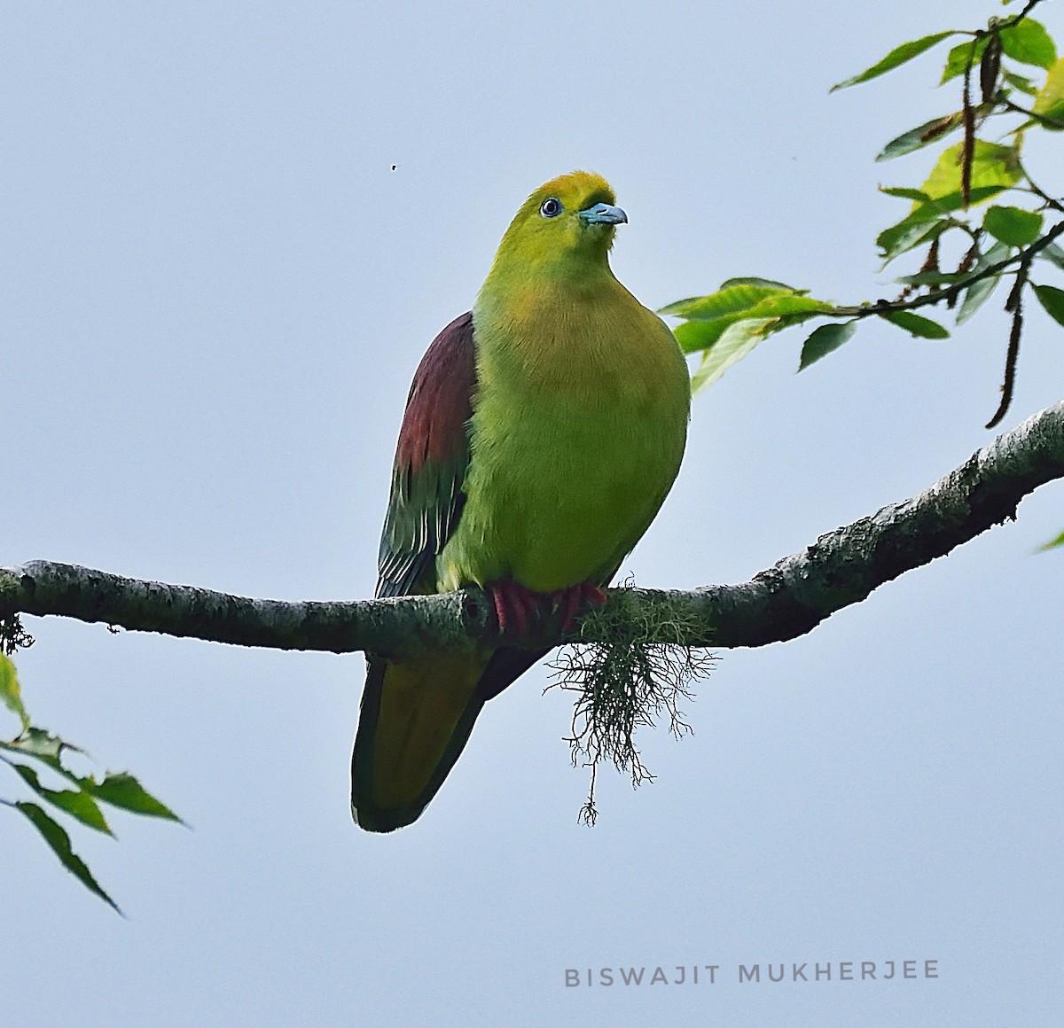 Wedge-tailed Green-Pigeon - ML641643786
