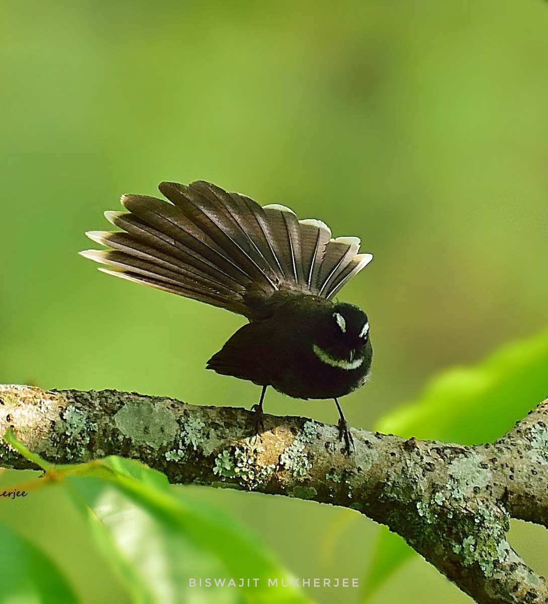 White-throated Fantail - ML641643797