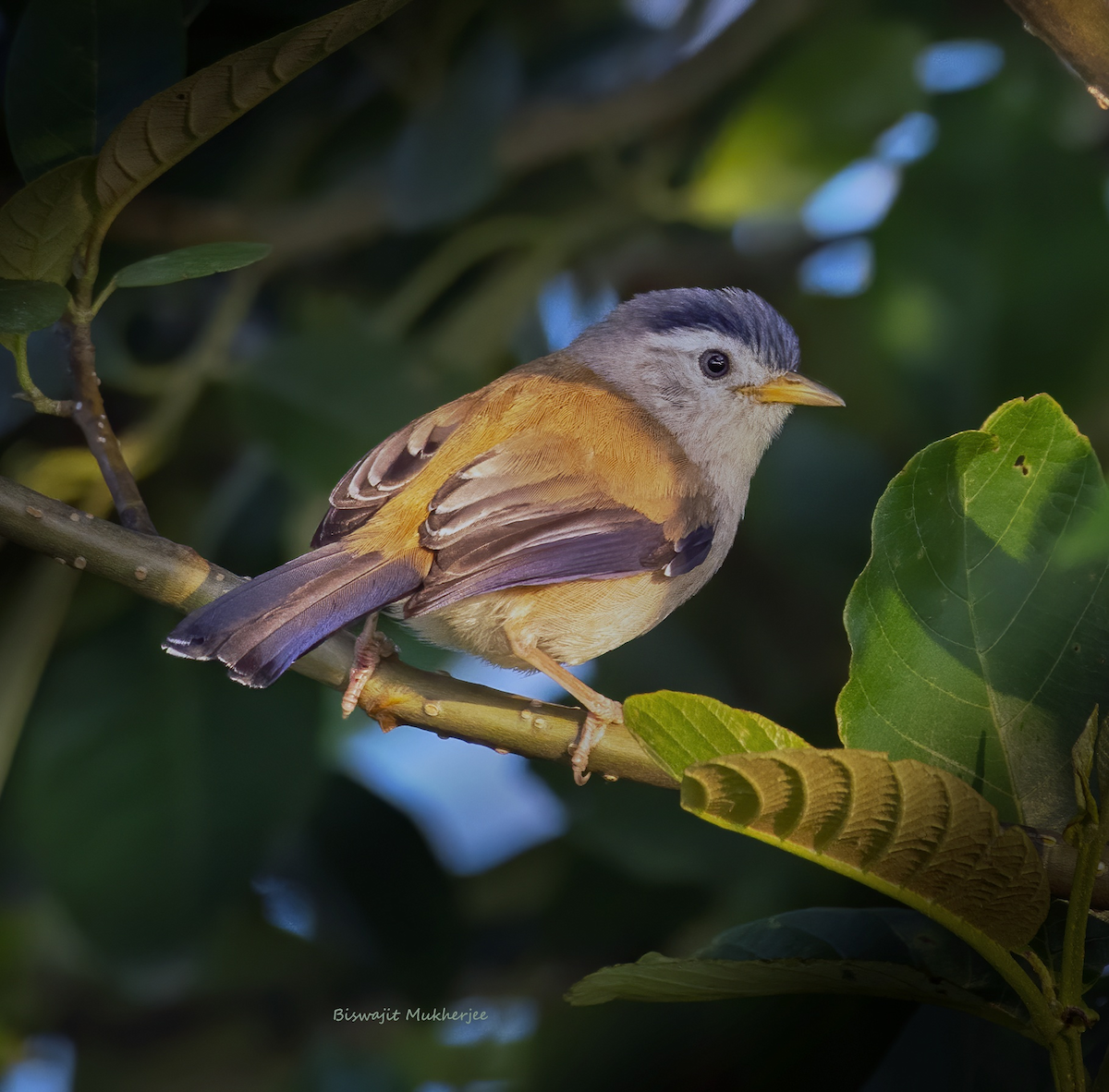 Blue-winged Minla - ML641643803