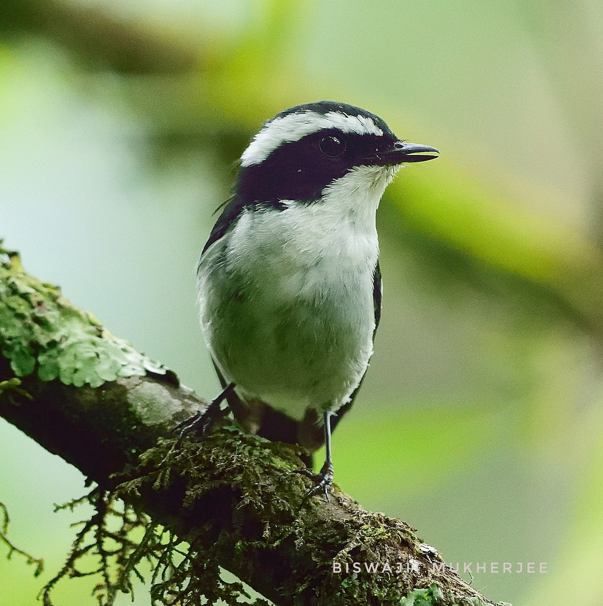 Little Pied Flycatcher - ML641643847