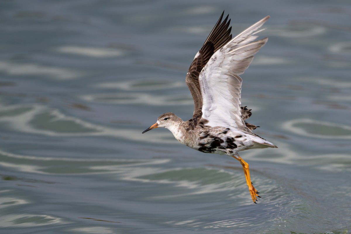 Ноцоо элсэг - ML641643866