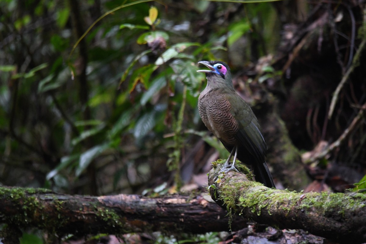 kukalka zelená - ML641643867