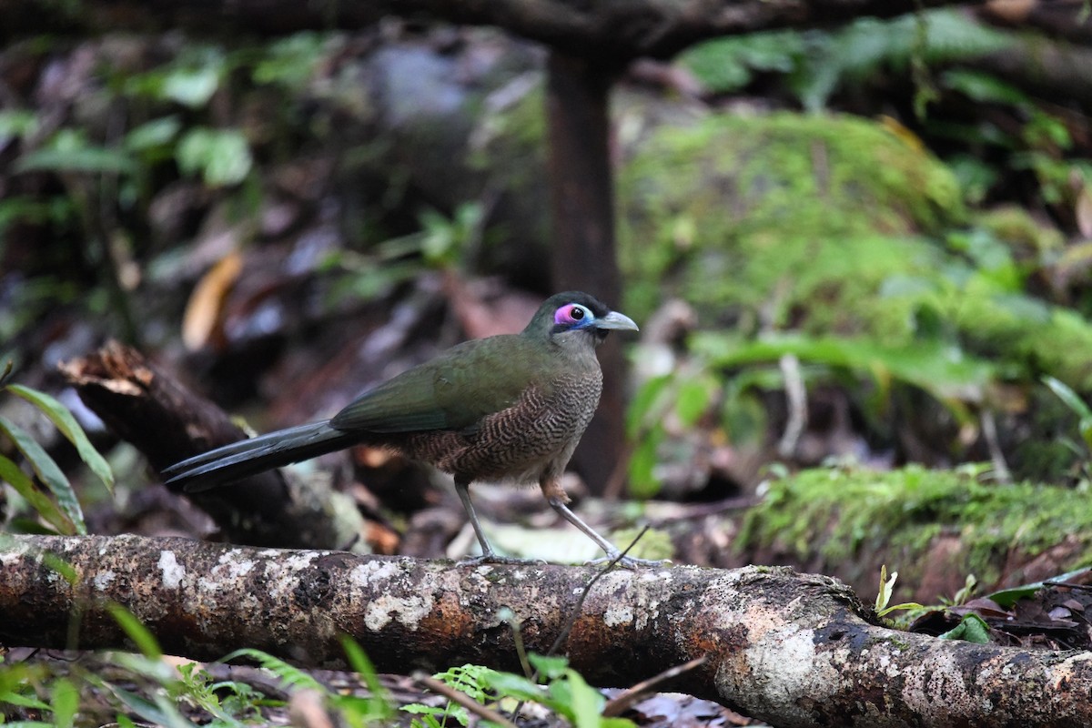 kukalka zelená - ML641643868