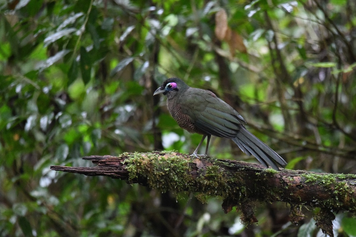 kukalka zelená - ML641643869