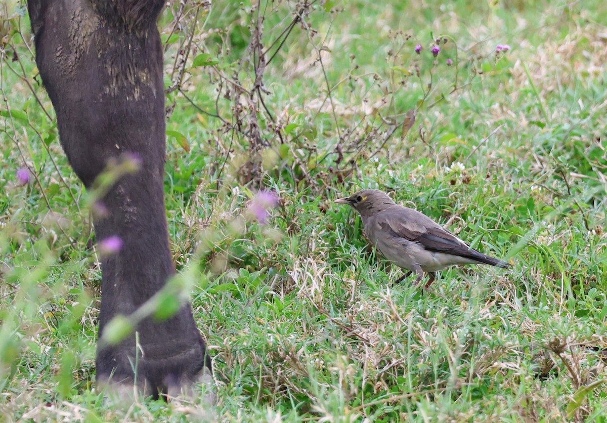 Wattled Starling - ML641643917