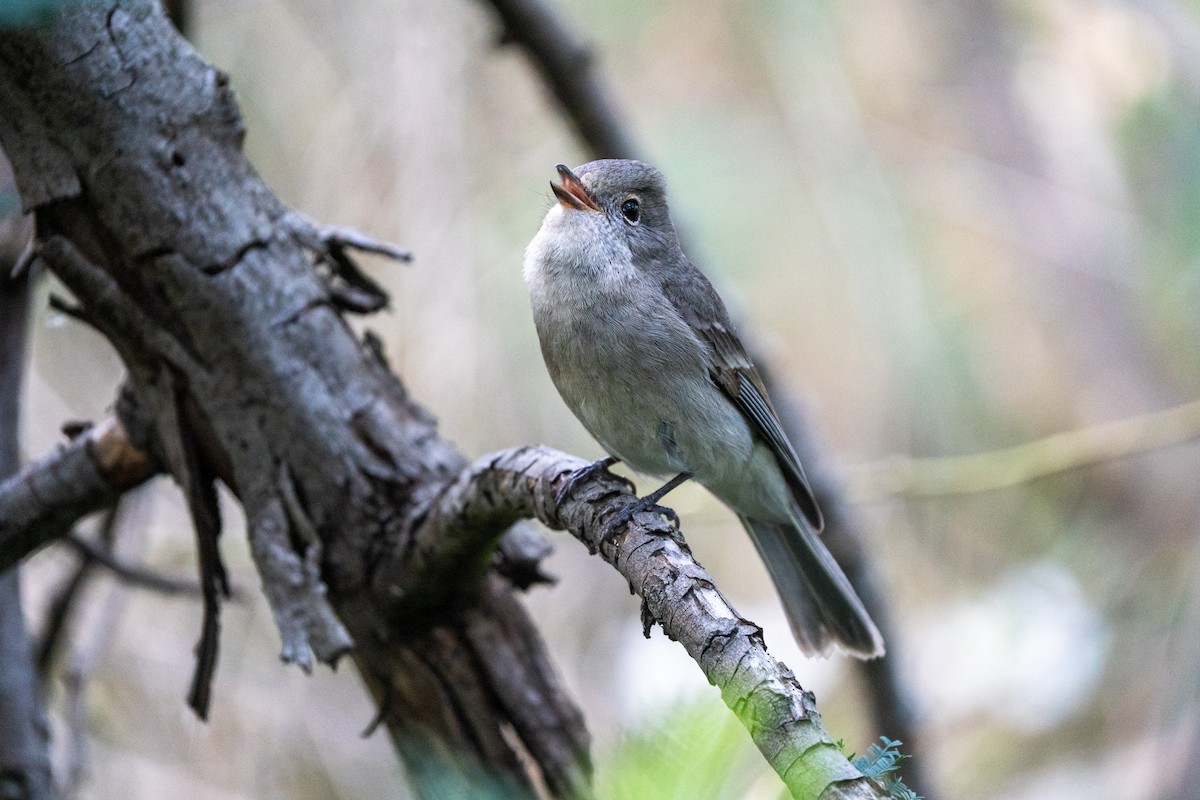 Golden Whistler (Eastern) - ML641643933