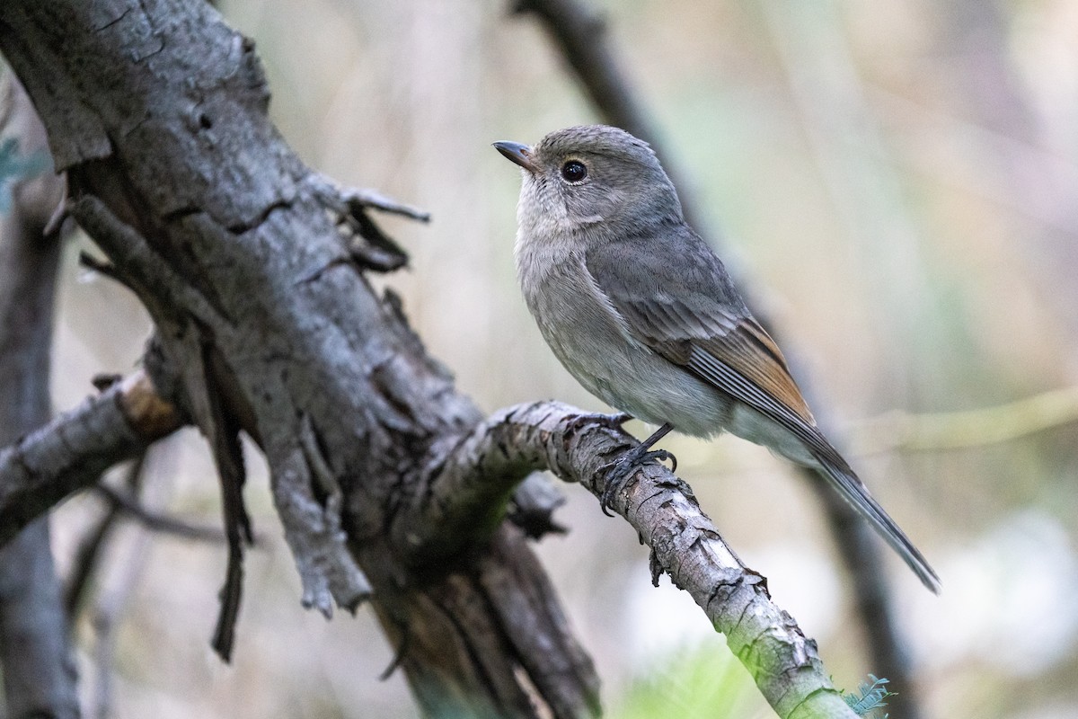 Golden Whistler (Eastern) - ML641643934