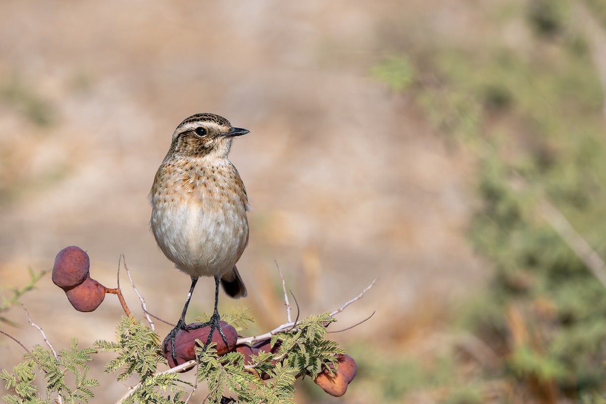 Whinchat - ML641643935
