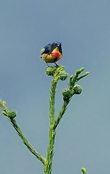Fire-breasted Flowerpecker - ML641643964