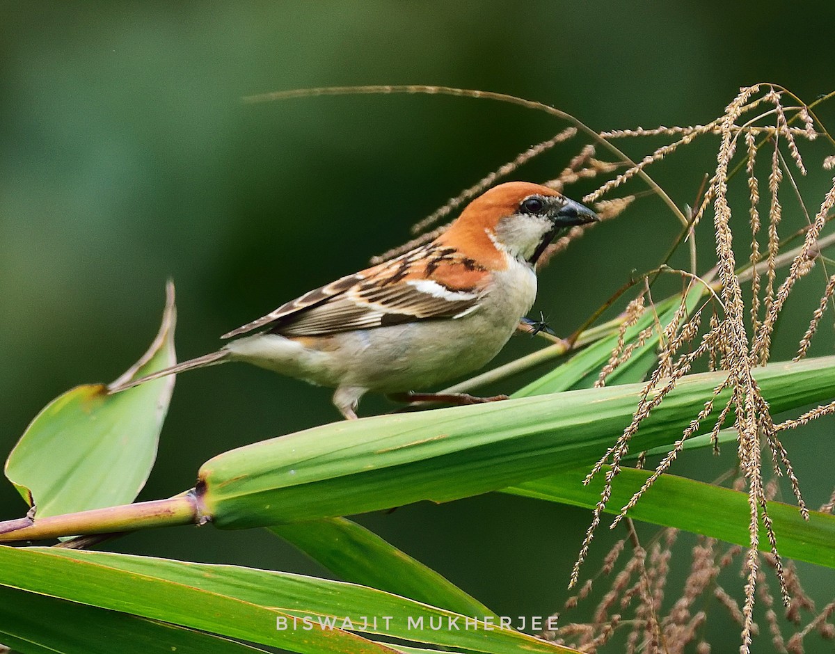Russet Sparrow - ML641643967