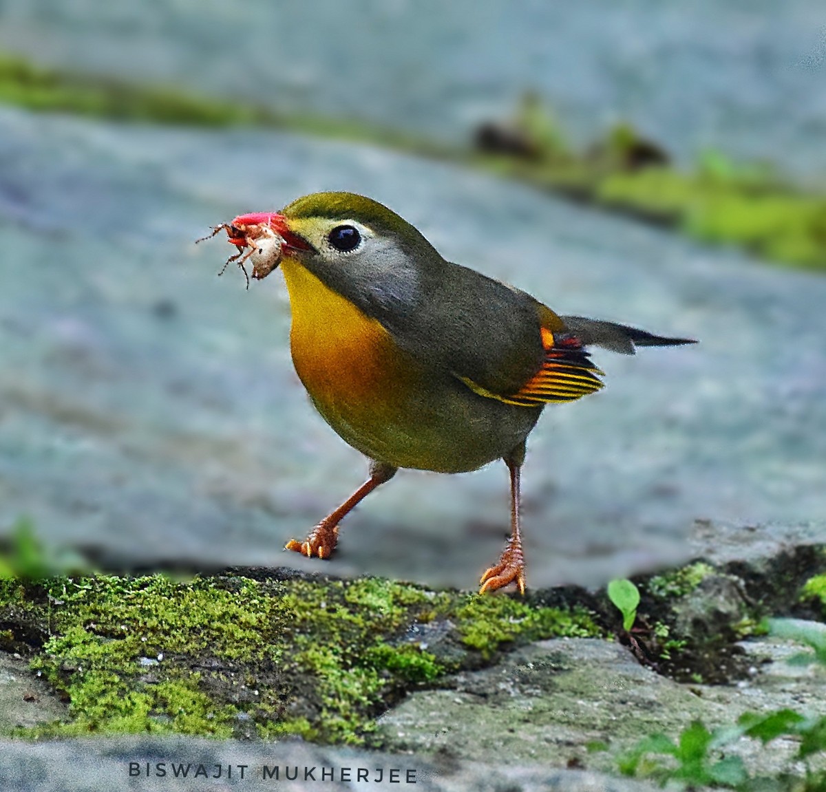 Red-billed Leiothrix - ML641643979