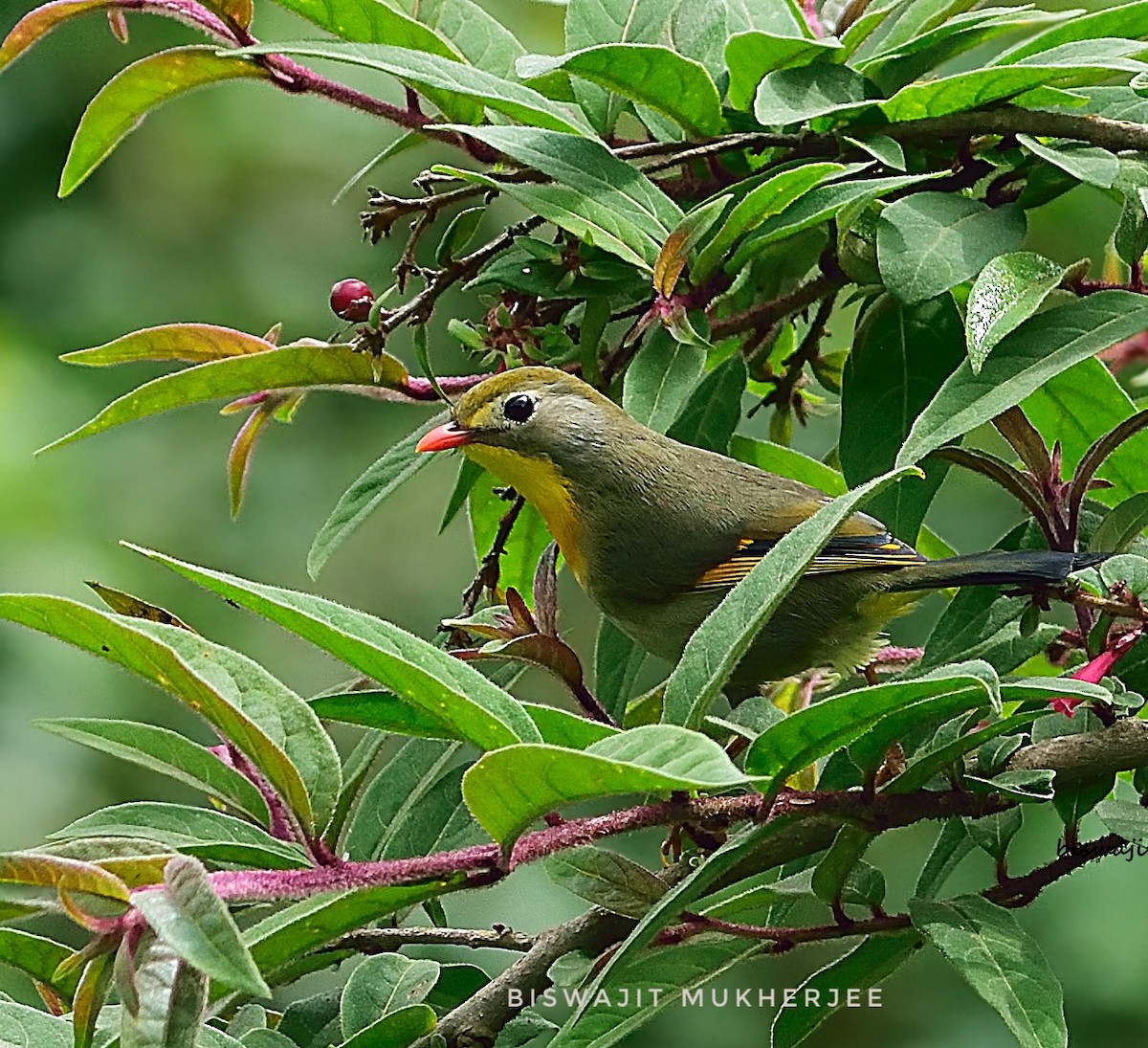 Red-billed Leiothrix - ML641643980