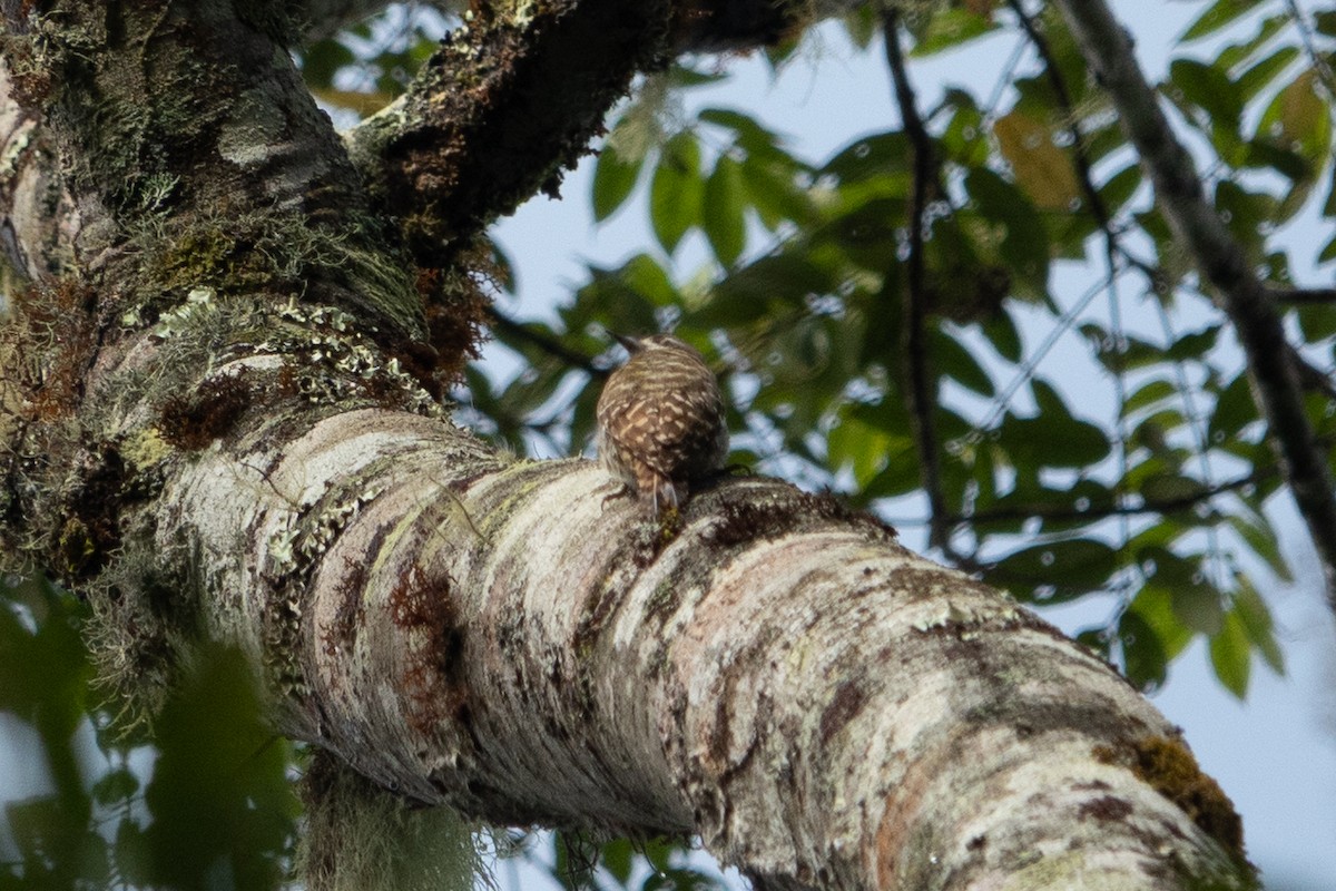 Sulawesi Pygmy Woodpecker - ML641643981