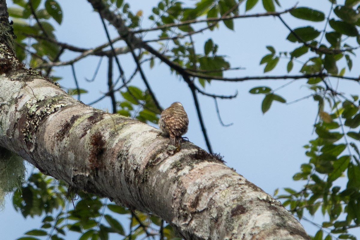Sulawesi Pygmy Woodpecker - ML641643982