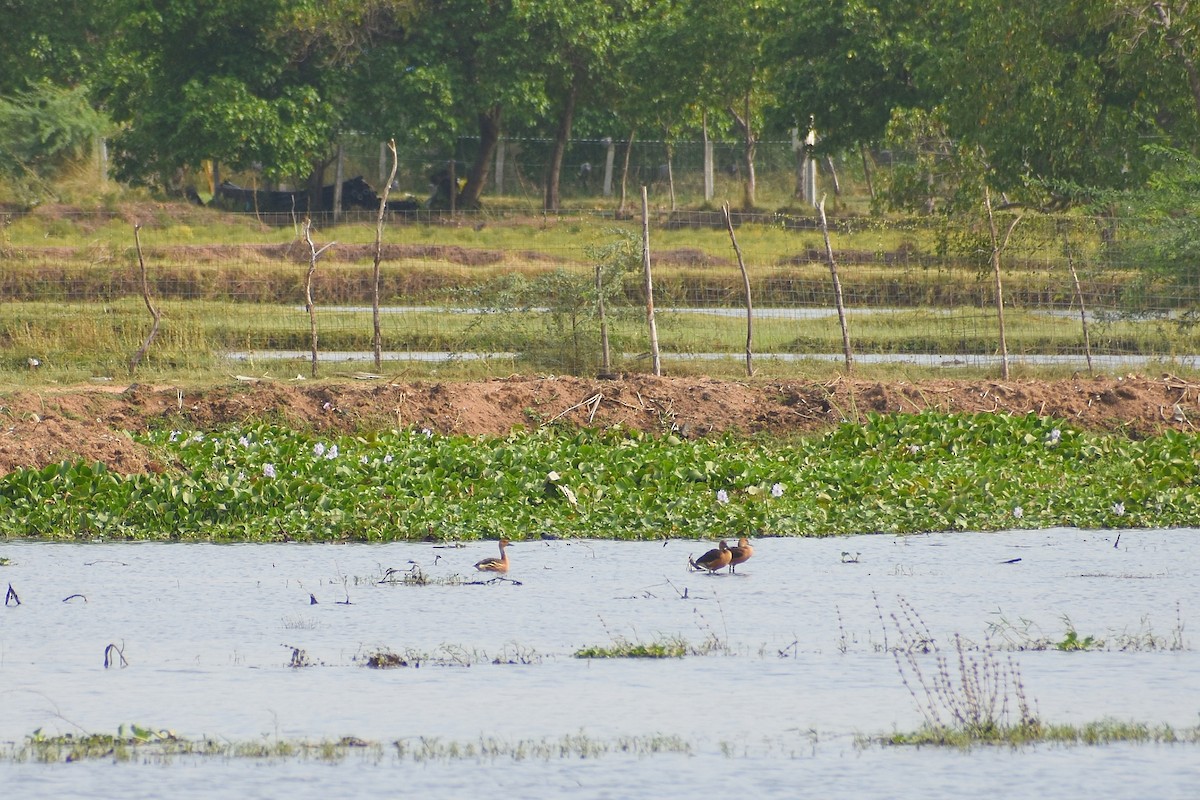 Fulvous Whistling-Duck - ML641643996