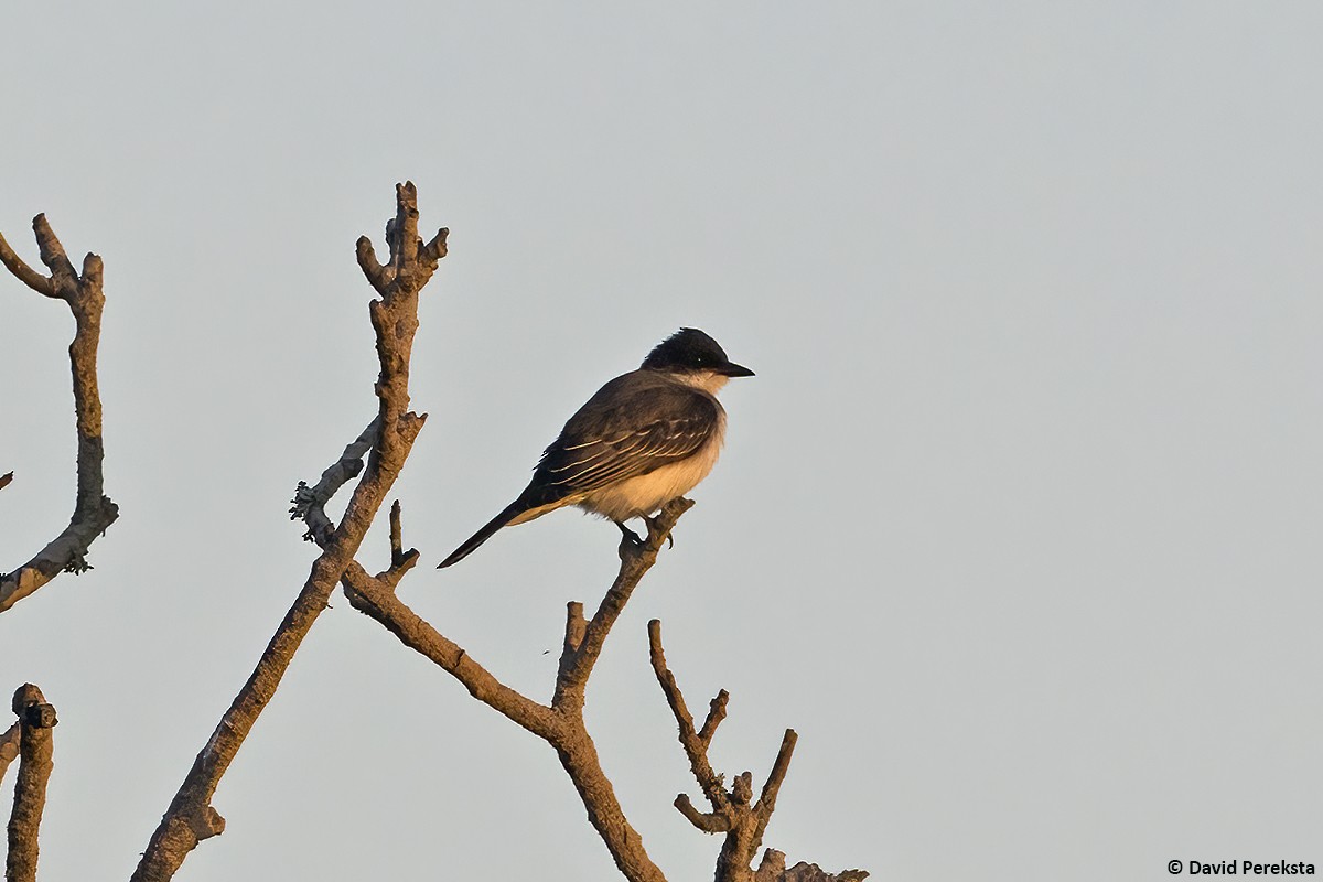 Eastern Kingbird - ML641643997
