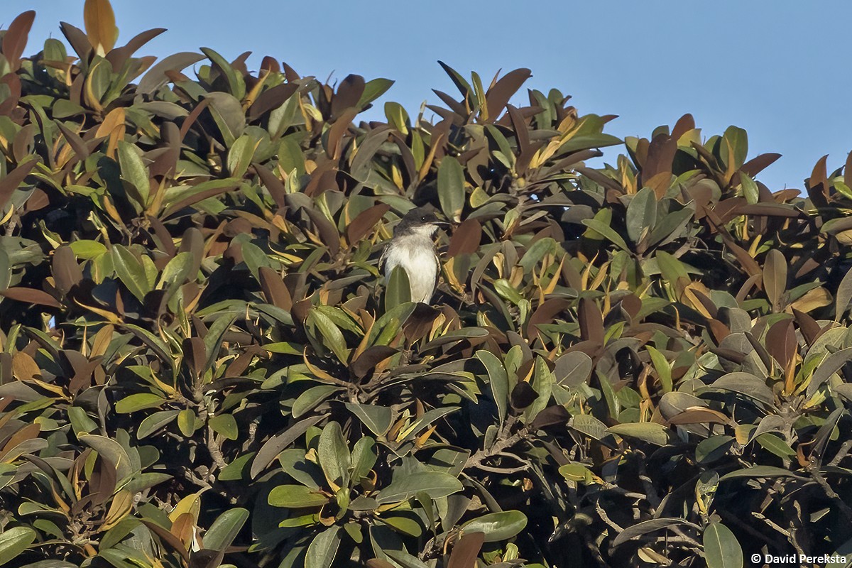 Eastern Kingbird - ML641643998