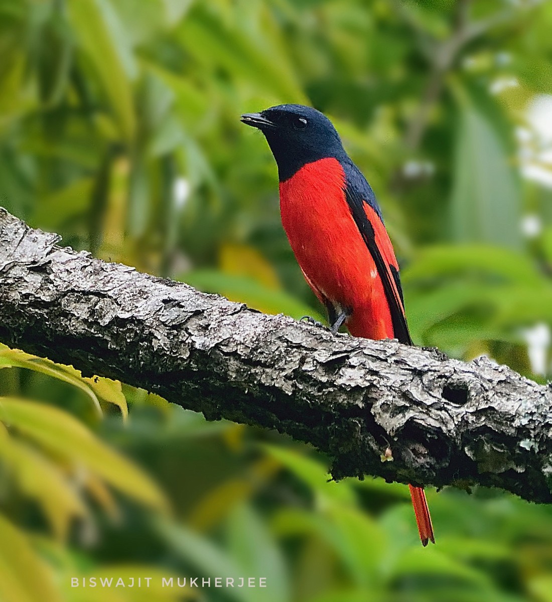 Scarlet Minivet - ML641644002