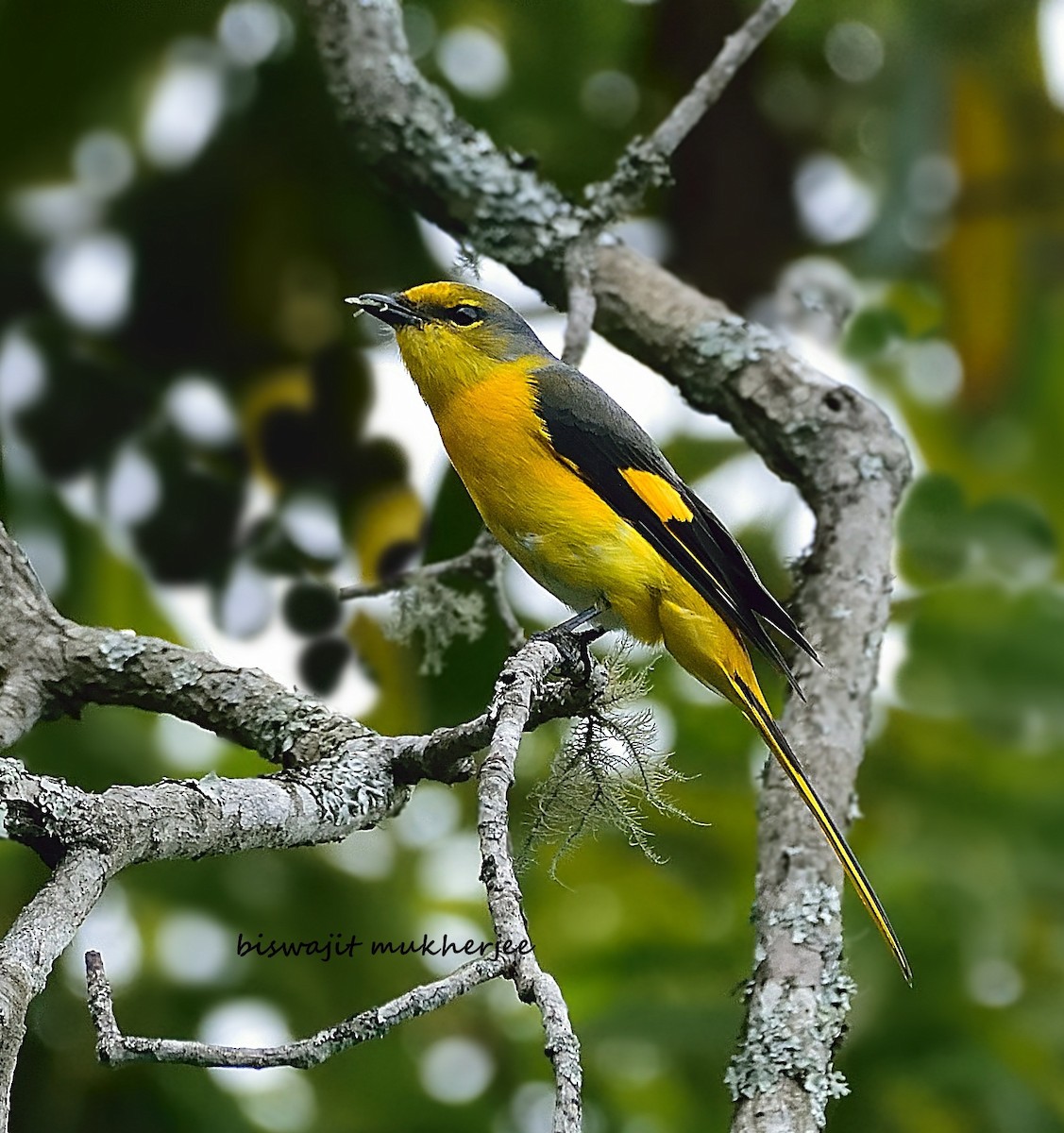 Scarlet Minivet - ML641644003
