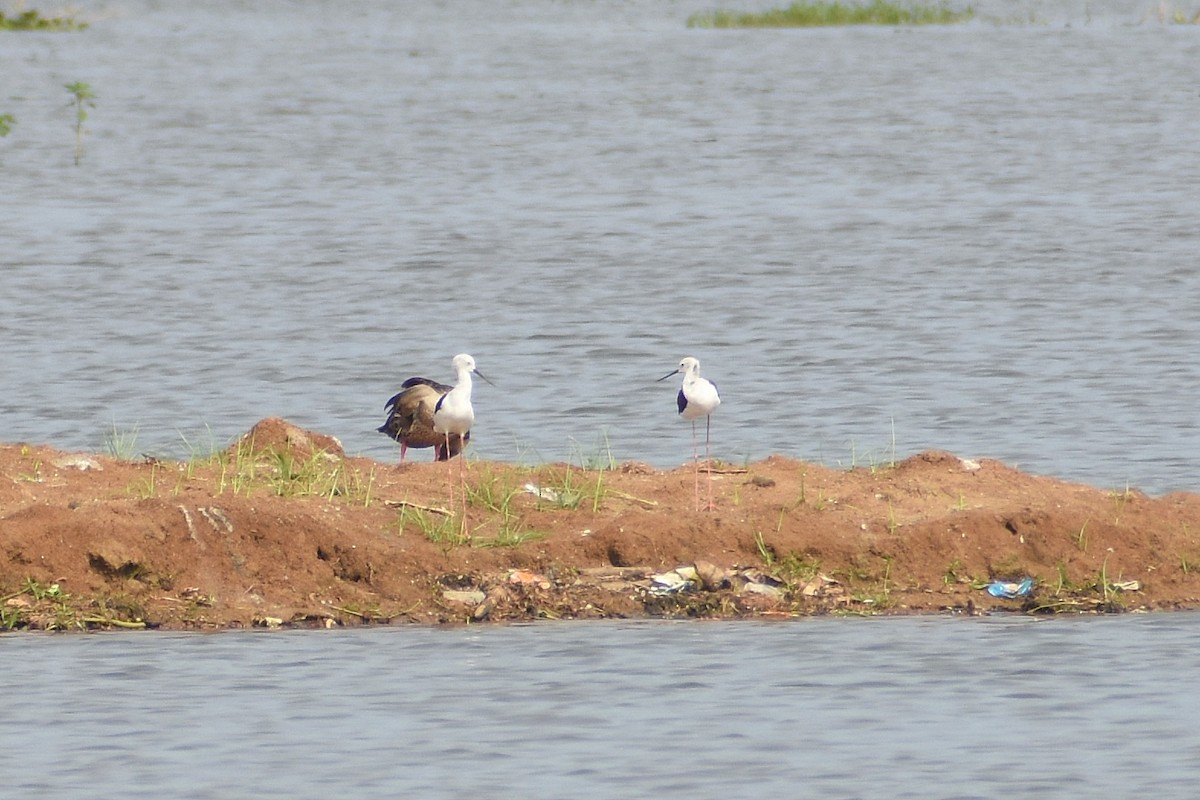 Эгэл хилэн жигүүр - ML641644007