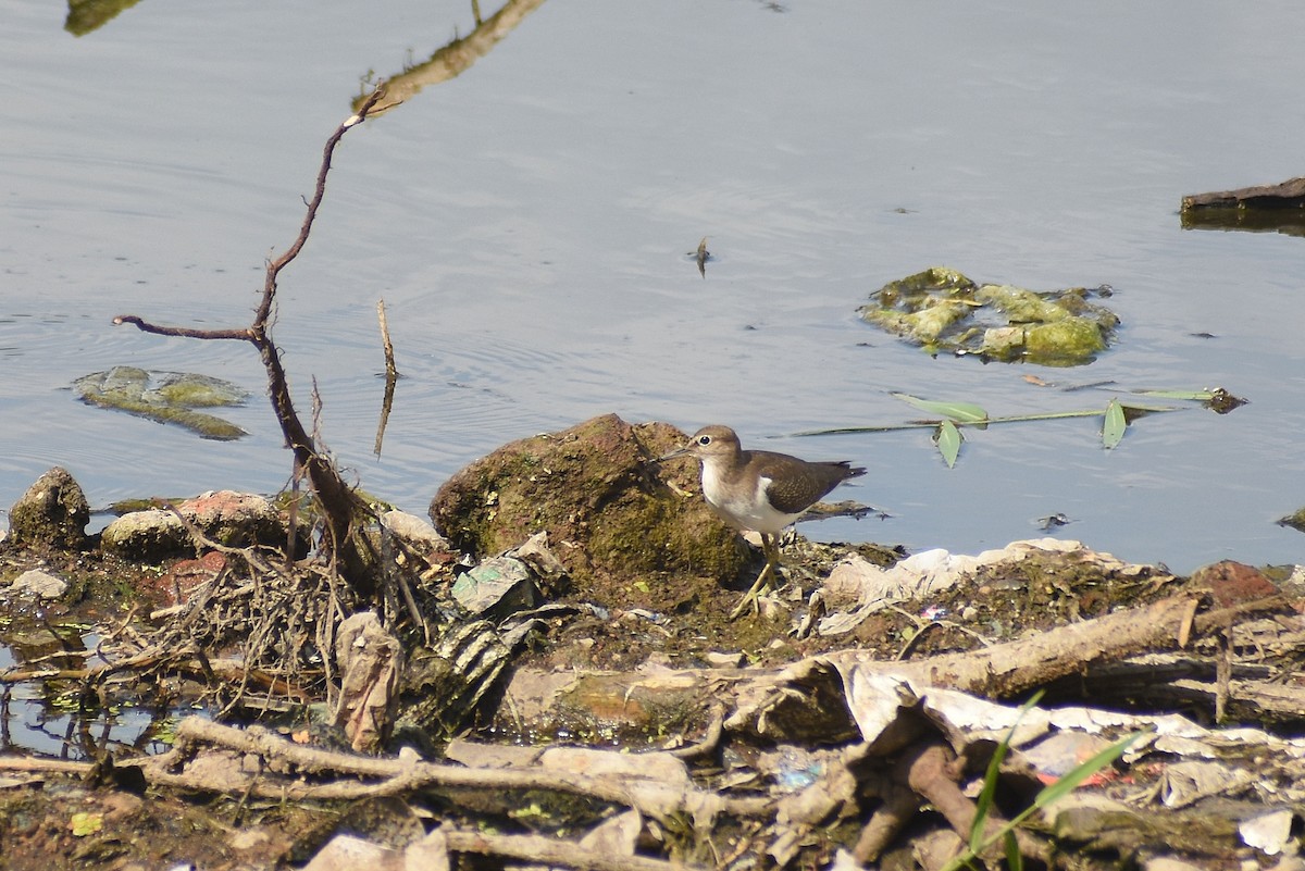 Хайргын хөгчүү - ML641644011