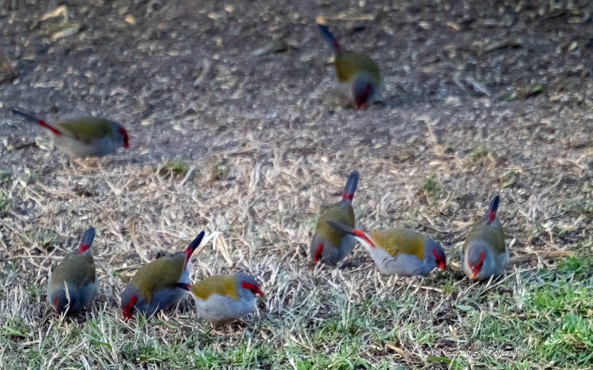 Red-browed Firetail - ML641644017
