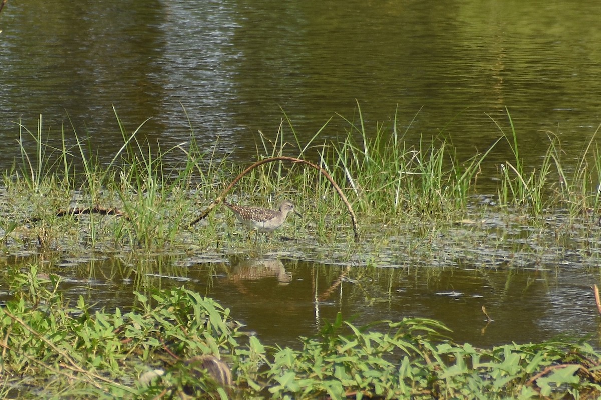 Шугуйн хөгчүү - ML641644022