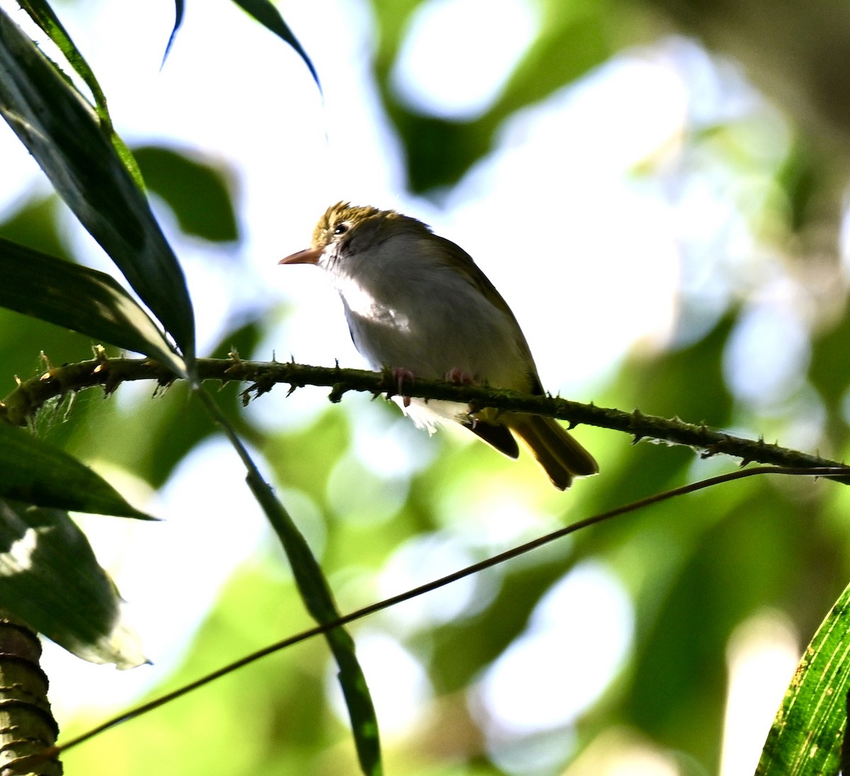 White-bellied Erpornis - ML641644033