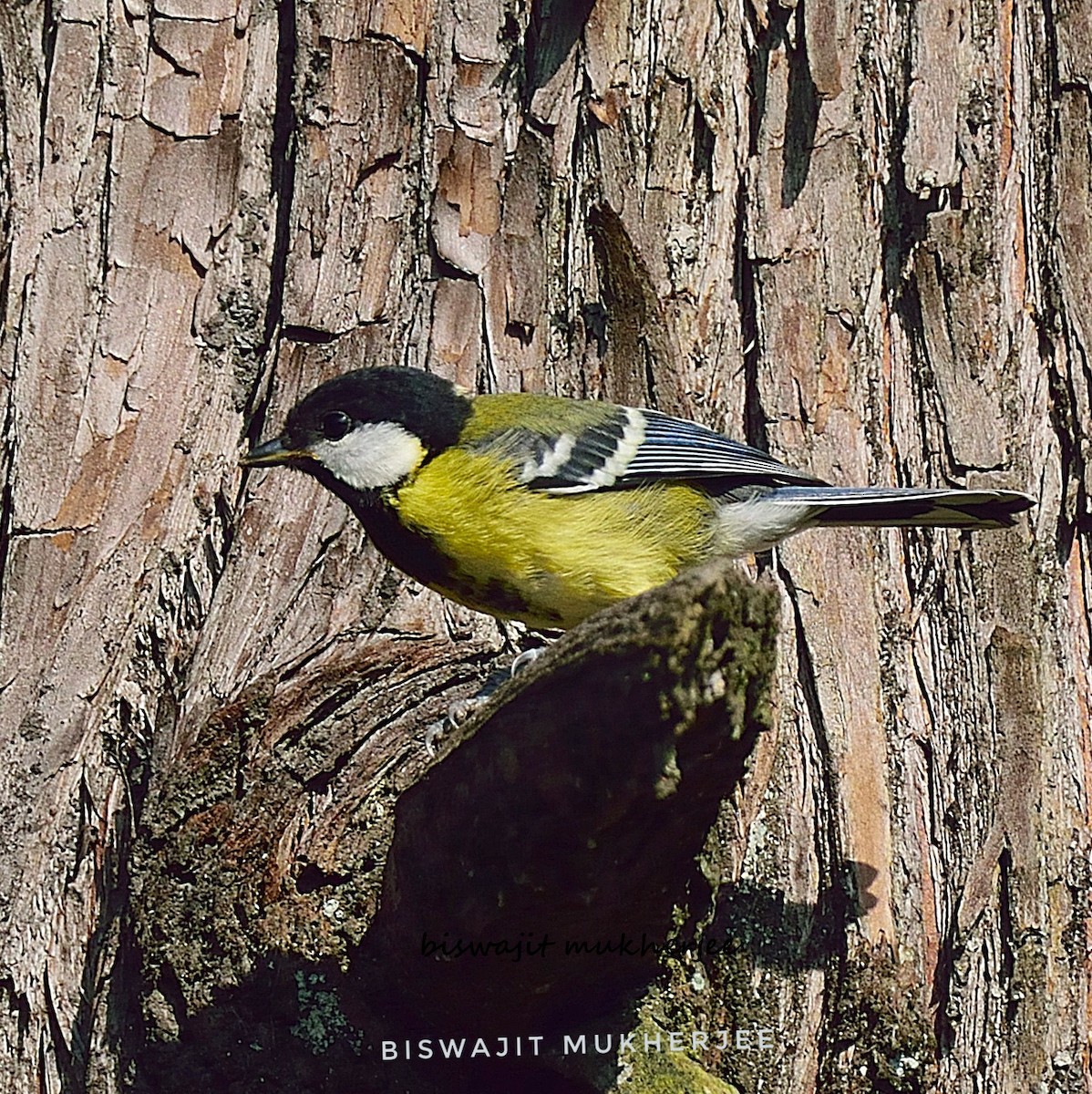 Green-backed Tit - ML641644053