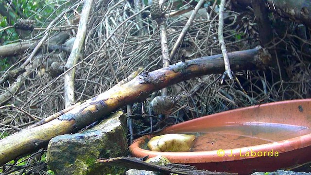 European Serin - ML641644065