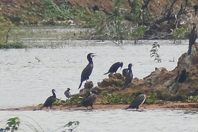 Тураг гогой - ML641644107