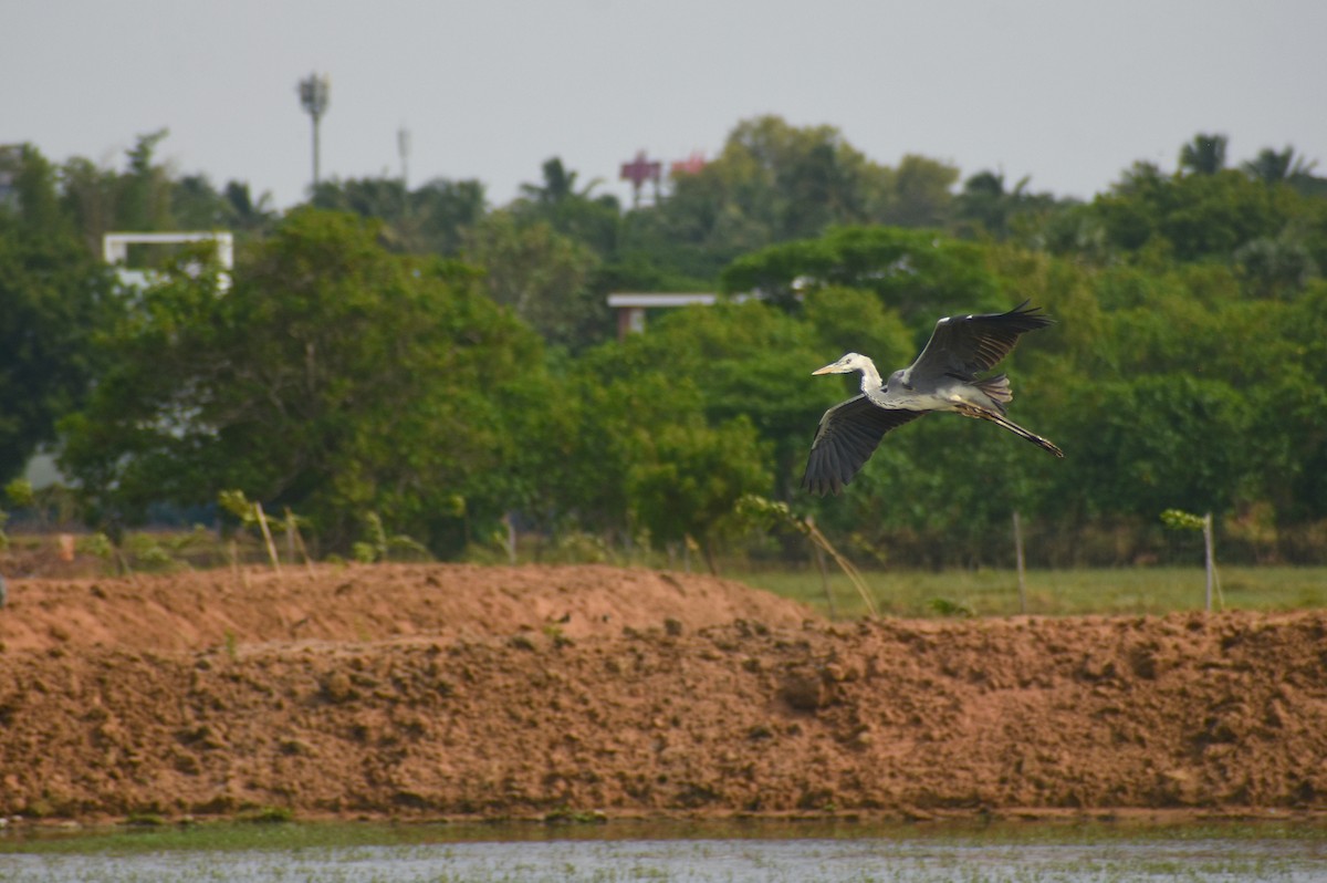 Хөх дэглий - ML641644110