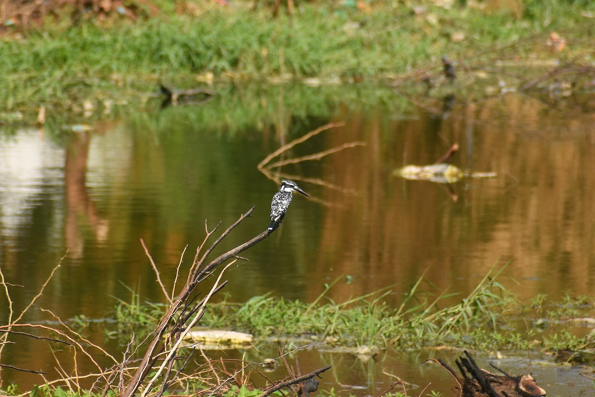 Pied Kingfisher - ML641644122