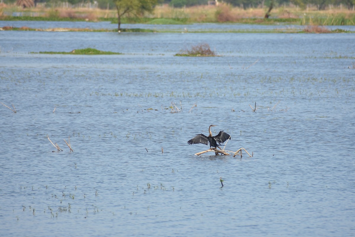 Oriental Darter - ML641644124