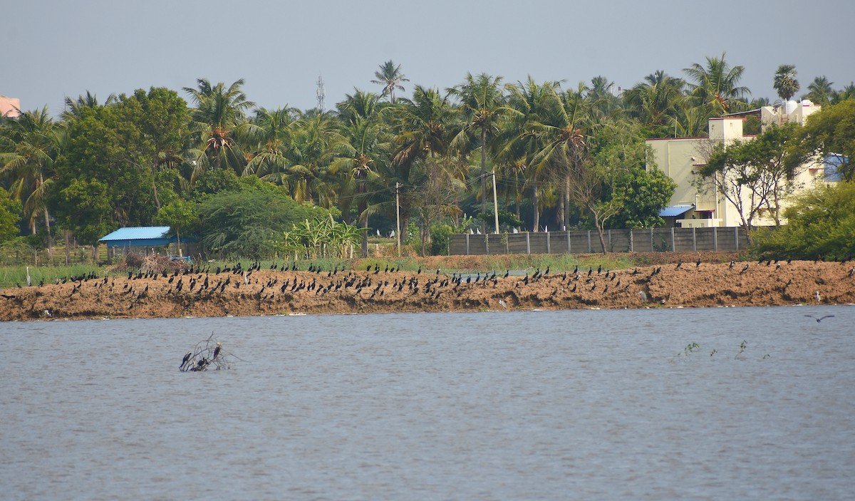 Indian Cormorant - ML641644152