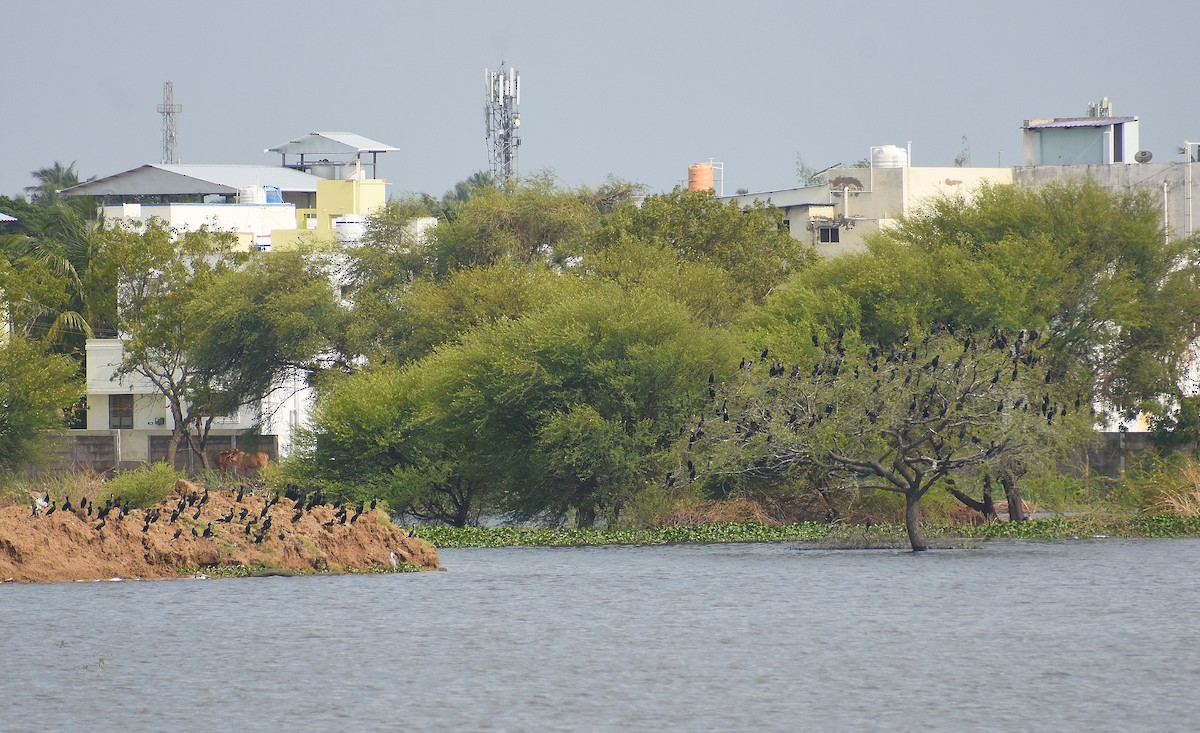 Indian Cormorant - ML641644153