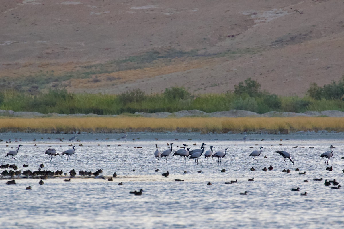 Demoiselle Crane - ML641644154