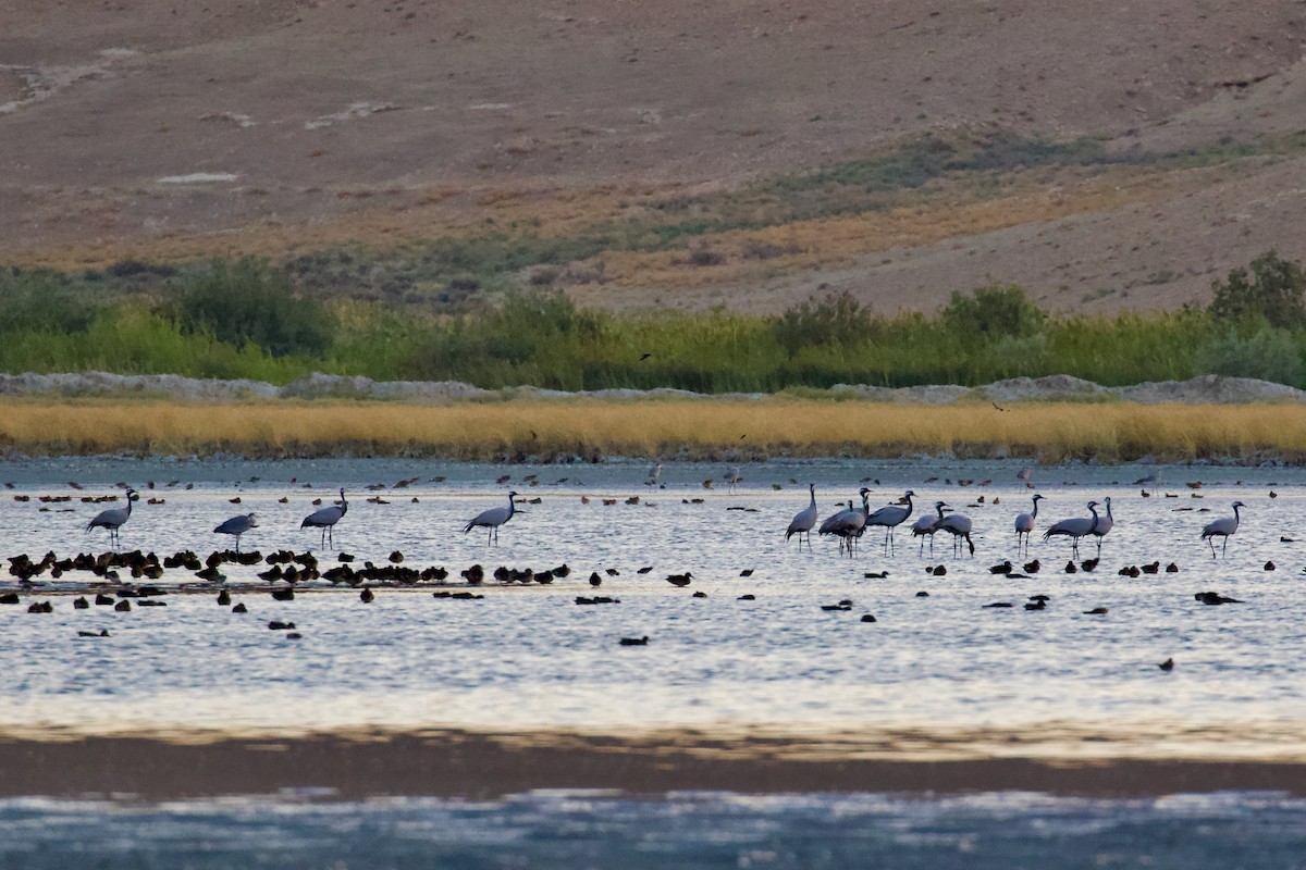 Demoiselle Crane - ML641644155