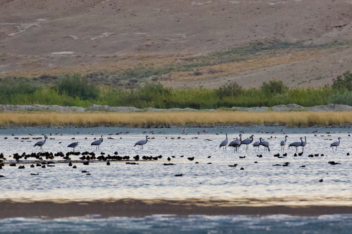 Demoiselle Crane - ML641644156